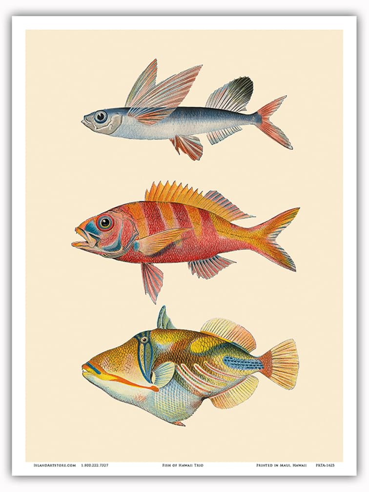 Amazon.com: Hawaii Fish Triptych - Flying Fish (Malolo) Ruby